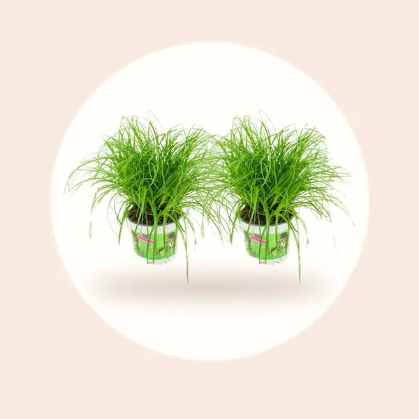 ZynesFlora Cyperus Zumula - 2 Stuks - Kattengras - Ø 12 cm