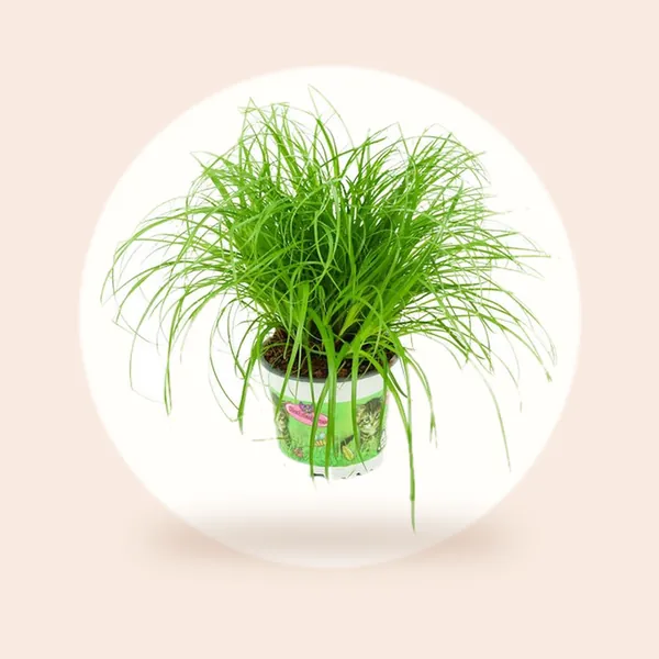ZynesFlora Cyperus Zumula - Kattengras - Ø 12 cm - Hoogte: 25-30 cm