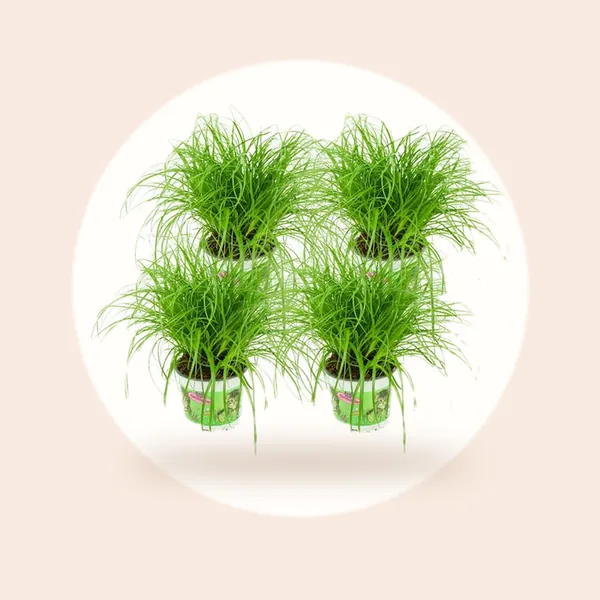 Cyperus - Kattengras - 4 Stuks - Ø 12 cm - Hoogte: 25-30 cm - Kamerplant