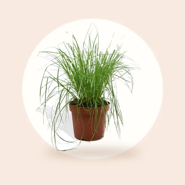 DutchLeafs Cyperus Zumula Kattengras - 1 Stuk - Kwekerspot 12 cm