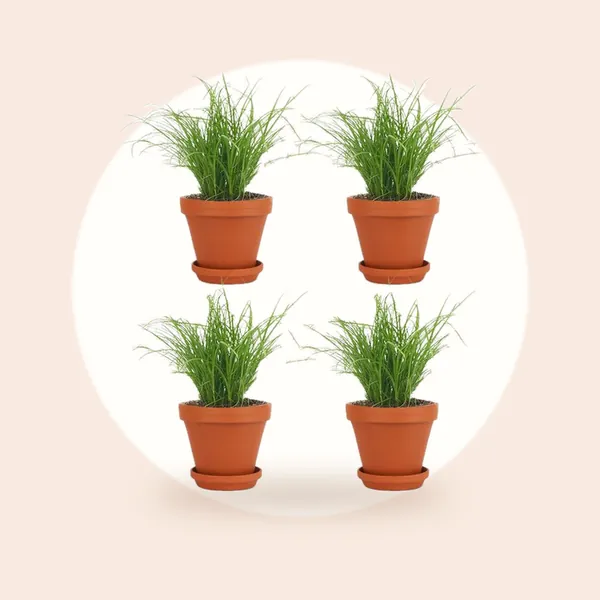 DutchLeafs Cyperus Zumula Kattengras in Terracotta Bloempot - 4 Stuks