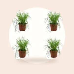 DutchLeafs Cyperus Zumula Kattengras - 4 Stuks - Kwekerspot 12 cm