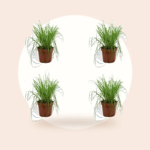 DutchLeafs Cyperus Zumula Kattengras - 4 Stuks - Kwekerspot 12 cm