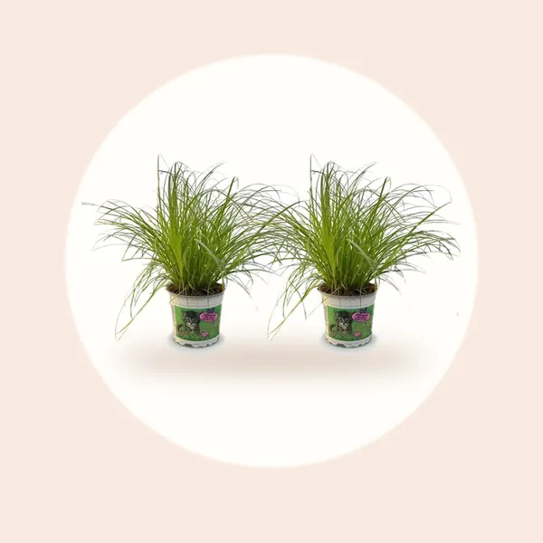 Green boutiQ - Kamerplant - Cyperus alternifolius Zumula - Kattengras