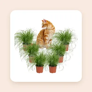Cyperus Zumula XL - Kattengras - Set van 6 Kamerplanten