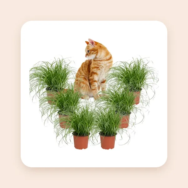 Cyperus Zumula XL - Kattengras - Set van 6 Kamerplanten