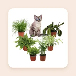 Diervriendelijke Kamerplanten XL - Set van 6